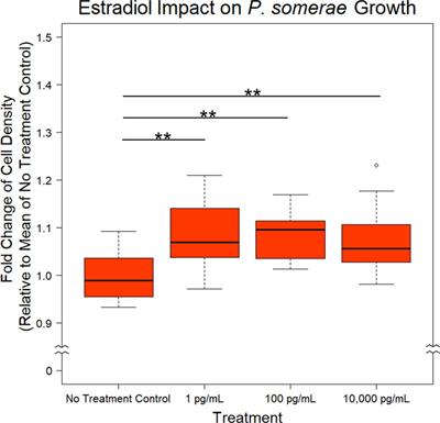 Porphyromonas somerae Invasion of Endometrial Cancer Cells